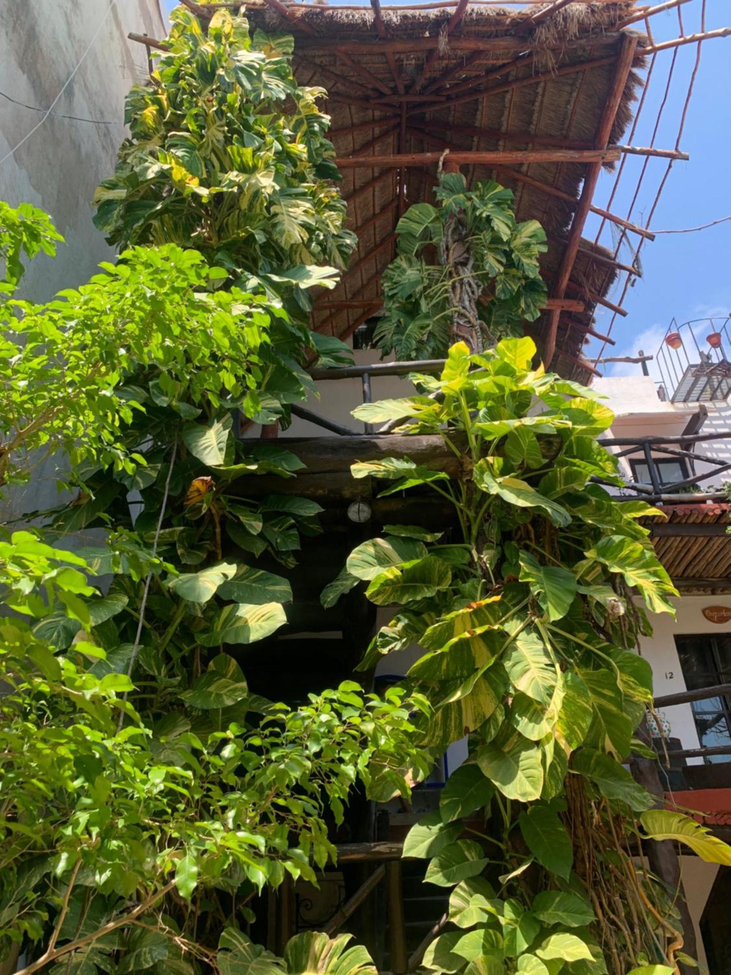 Casa Caribe 칸쿤 외부 사진 A green wall in Mexico City