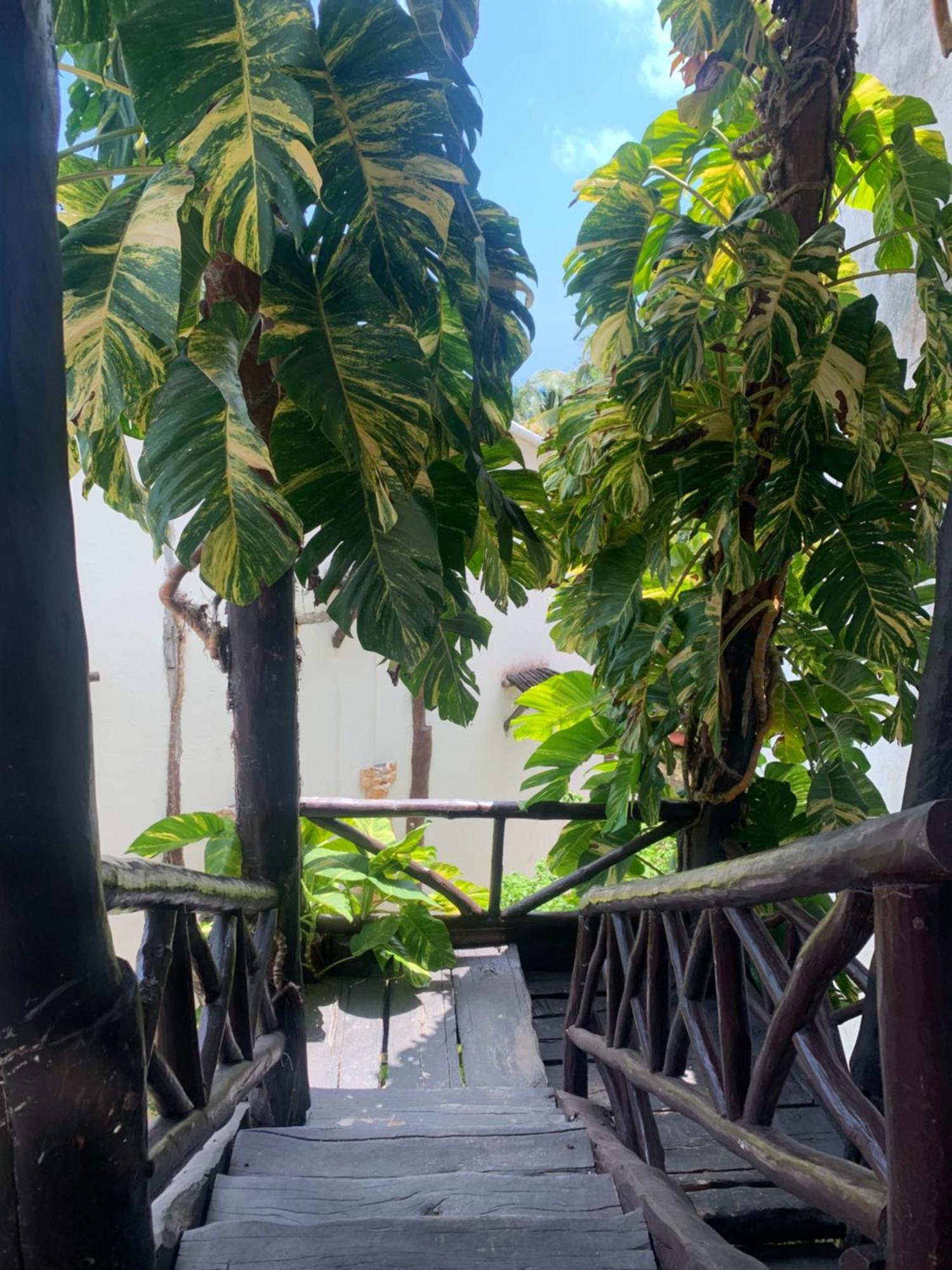 Casa Caribe 칸쿤 외부 사진 A view of the garden